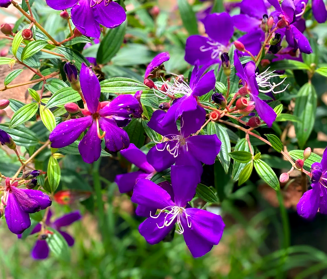 mannuthy nursery-about