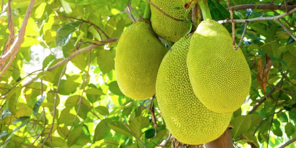 Native & Commercial Fruit Plants