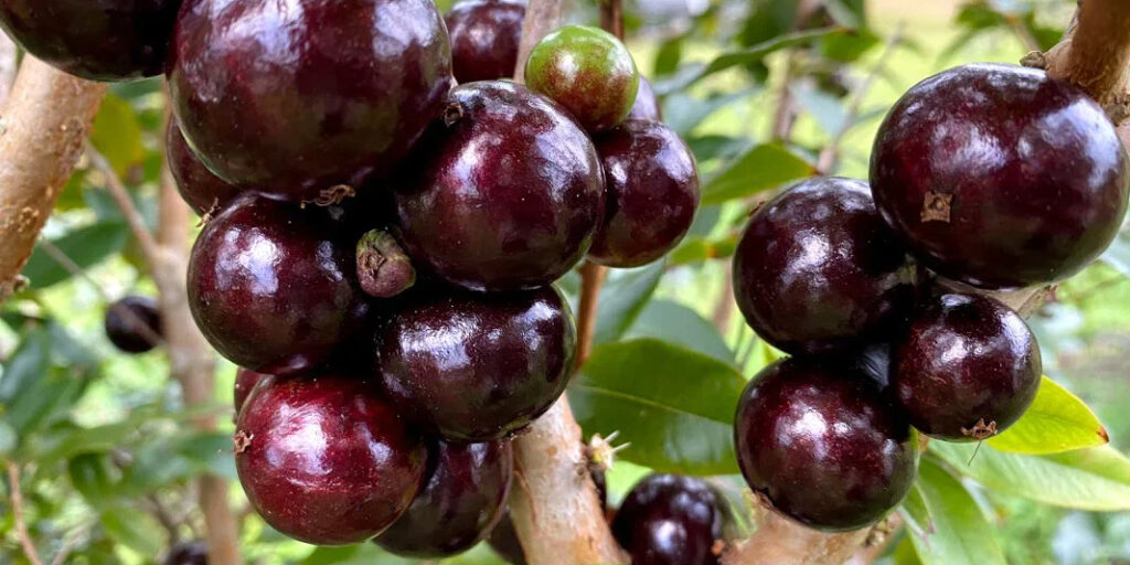 Tropical Exotic Fruit Plants